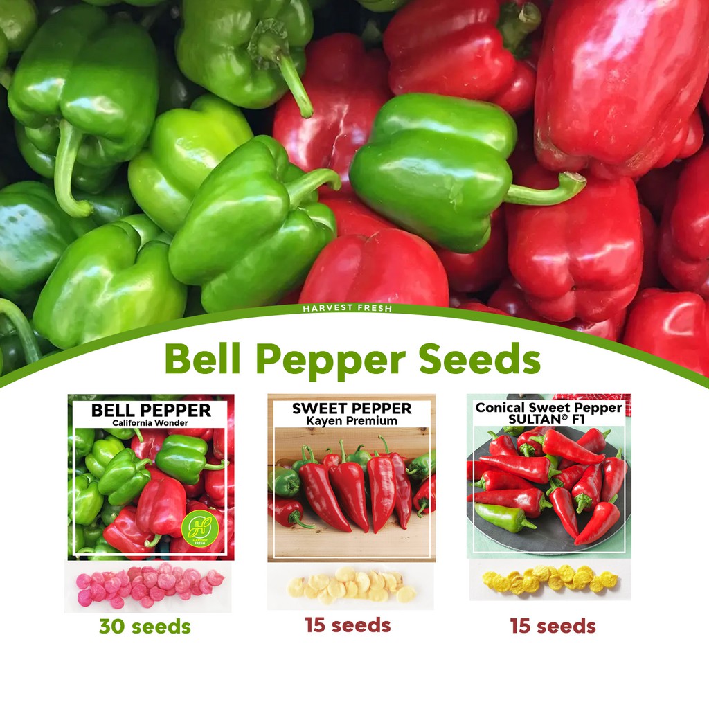 Bell Pepper Seeds California Wonder Sweet Kayen Conical Pepper Sultan