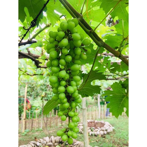Brazilian Grapes Seedling Shopee Philippines