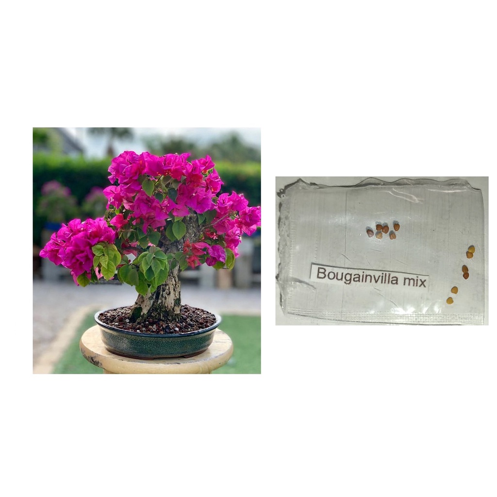 bougainvillea bougainvilla bonsai mix flower seeds Shopee Philippines