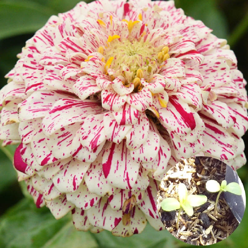 Now 20 seeds! Elegant Pop Art Zinnia Flower Seeds (Mixed Colors
