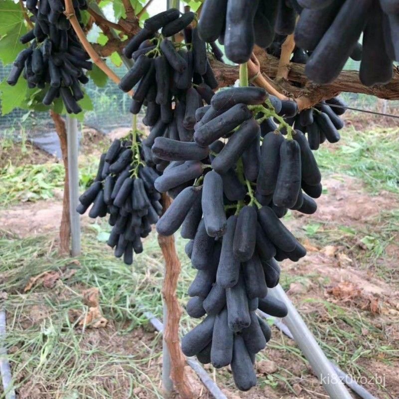 Ground Art Grape Seedlings Fruit Tree Seedling Climbing Vine Pot