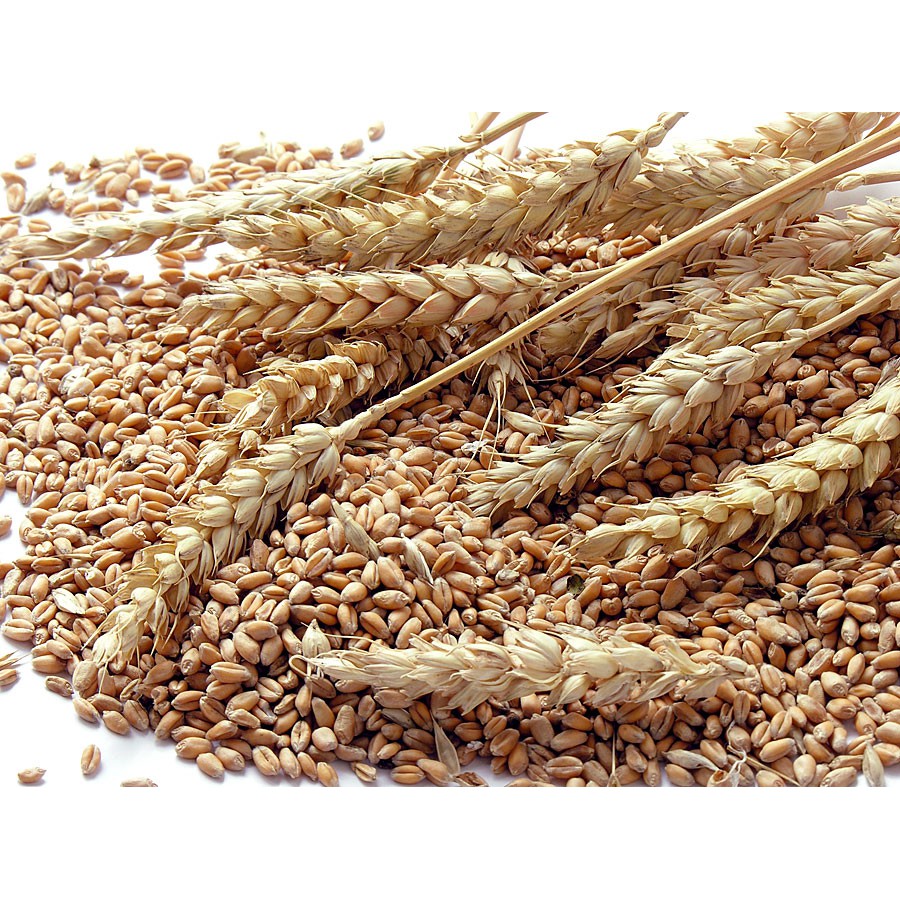Wheat Grains Selected Whole Grain for Mushroom Spawn (Trigo) Shopee