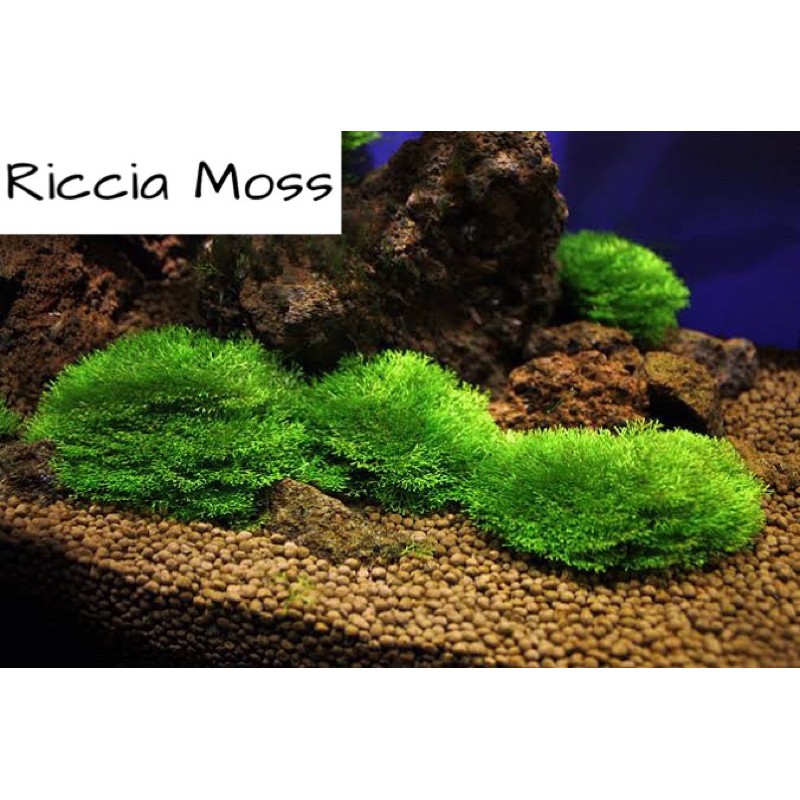 Riccia Moss for Aquarium Aquascape Shopee Philippines