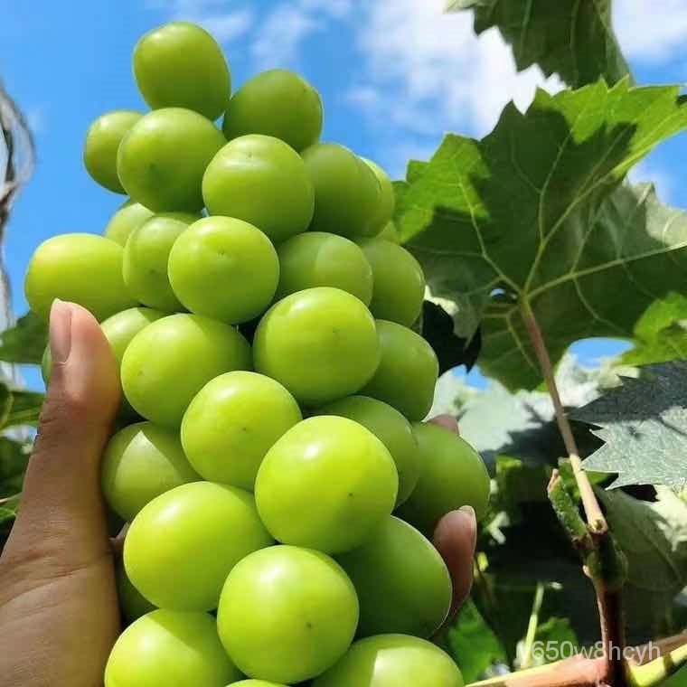 Grape Tree Giant Peak Grape Seedlings Climbing Vine Sunshine Rose Grape