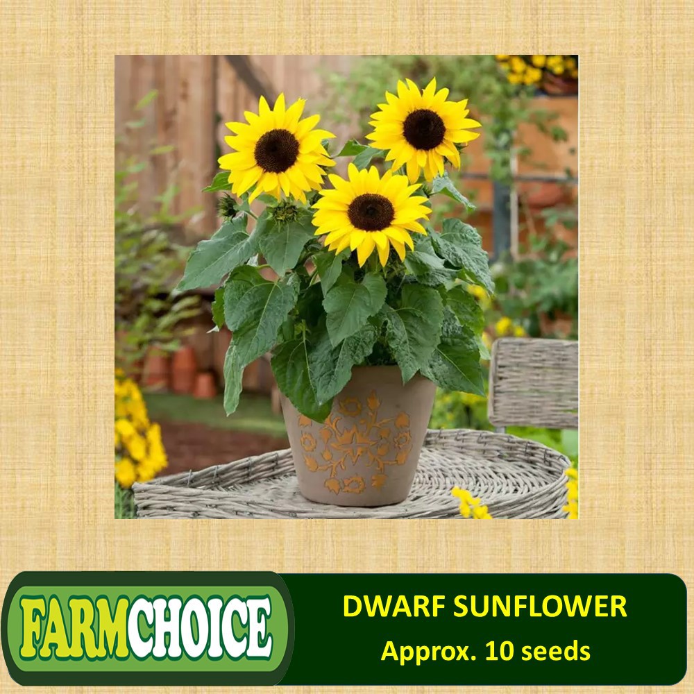 How To Grow Sunflower Seeds In The Philippines Best Flower Site