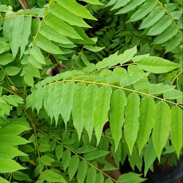 Dahon ng Kamias/Bilimbi (fresh leaves) 15 stems for 30 pesos only