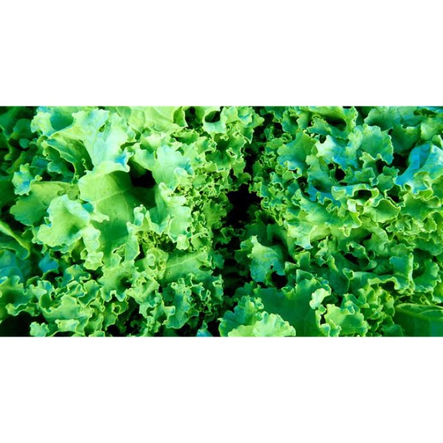 Loose Leaf Lettuce Fanfare Seeds Shopee Philippines