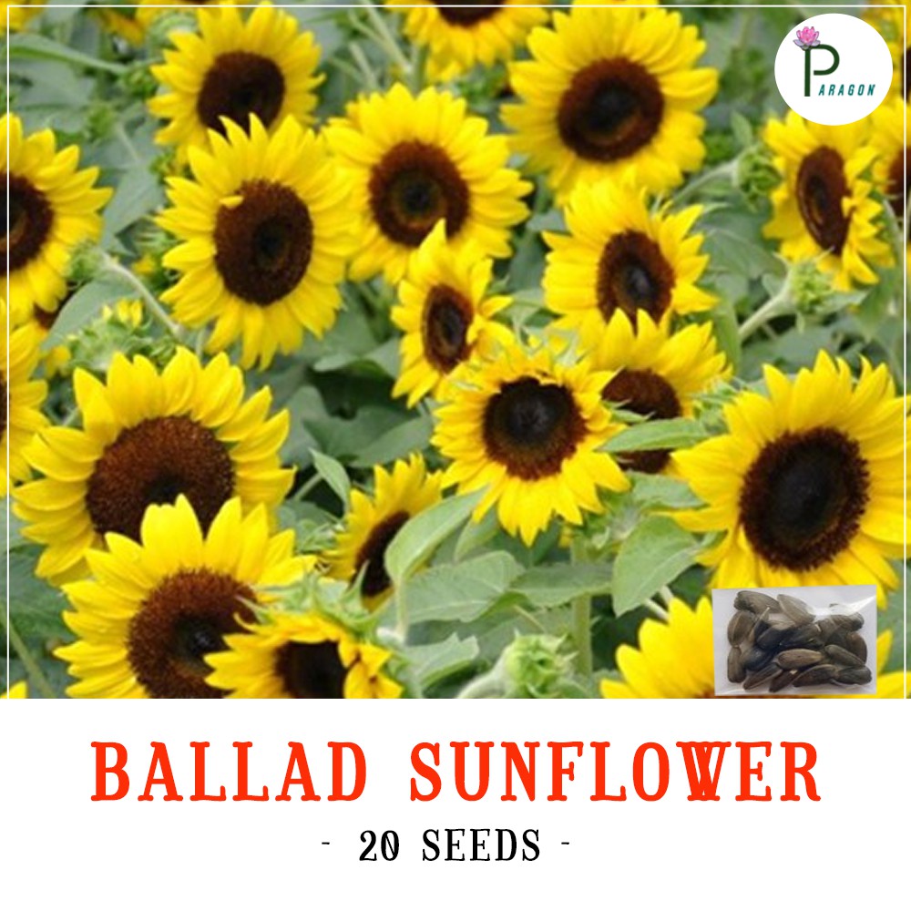 BALLAD SUNFLOWER ( 20 Seeds ) Shopee Philippines