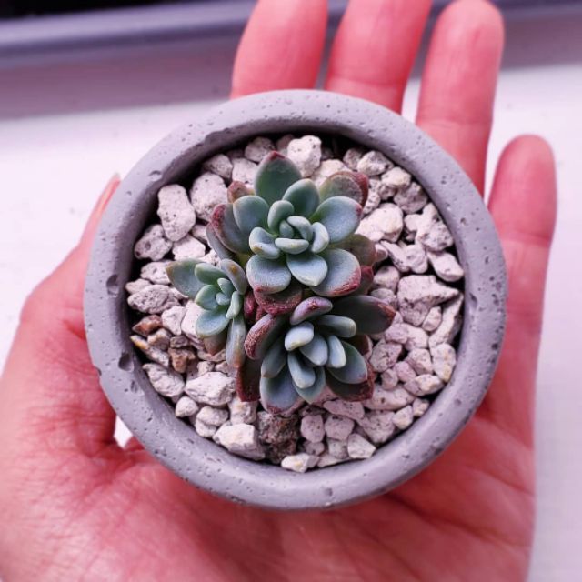 PUMICE Stones Monggo size (5 Kg. per Pack) for Succulents