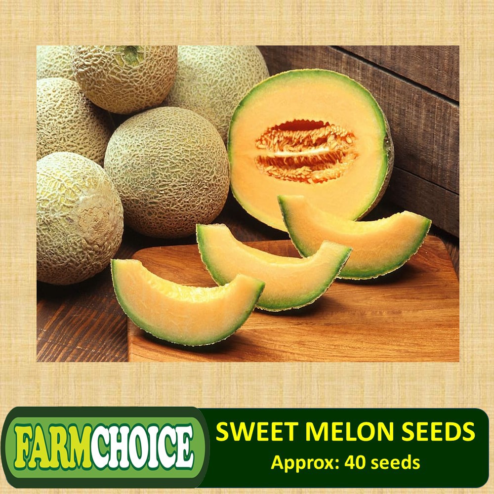 SWEET MELON SEEDS (40 seeds) Shopee Philippines