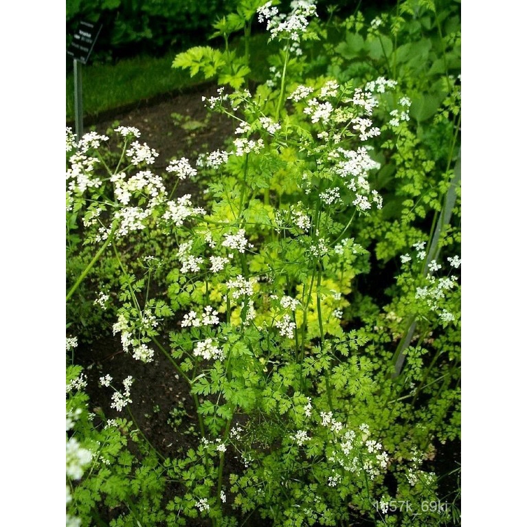 flower seeds 150 CHERVIL Gourmet Parsley Anthriscus Herb Flower Seed