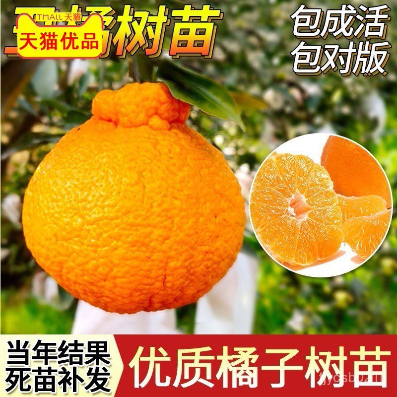 Citrus Fruit Seedlings Grafting Unknown Flame Citrus Seedlings