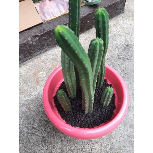 Rare San Pedro Cactus (psychedelic) Shopee Philippines