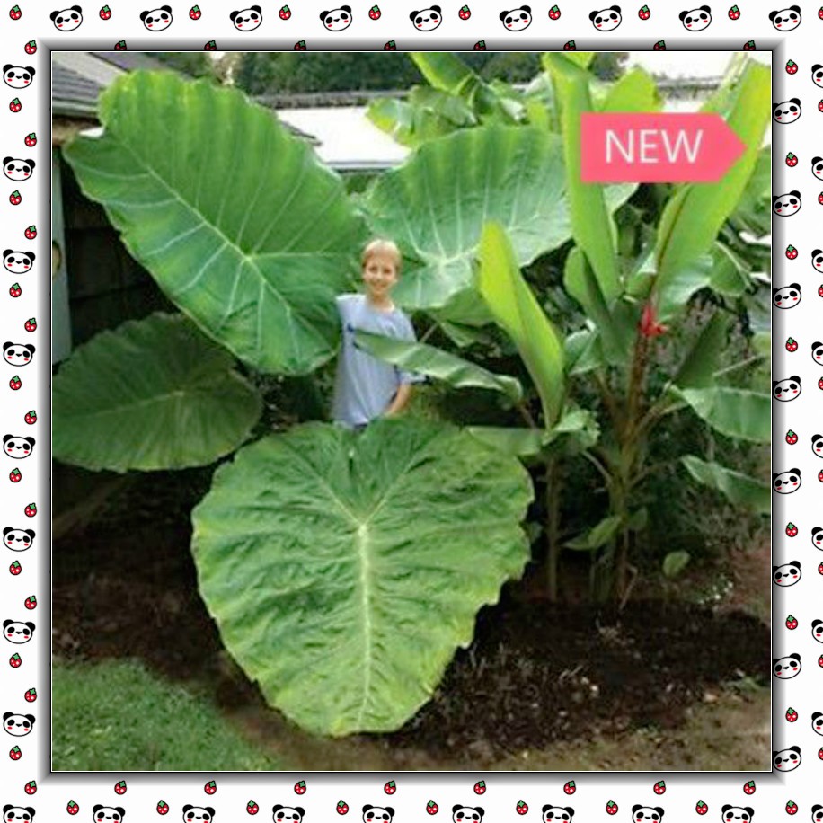 10pcs Giant Elephant Ear Plant, Fresh Colocasia Gigantea, Huge Foliage Seeds Shopee Philippines