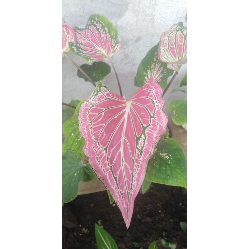 caladium thai beauty baby plant bulb only Shopee Philippines