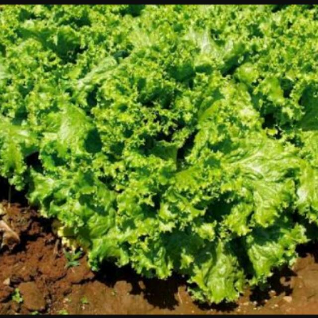 Loose Leaf lettuce seeds Shopee Philippines