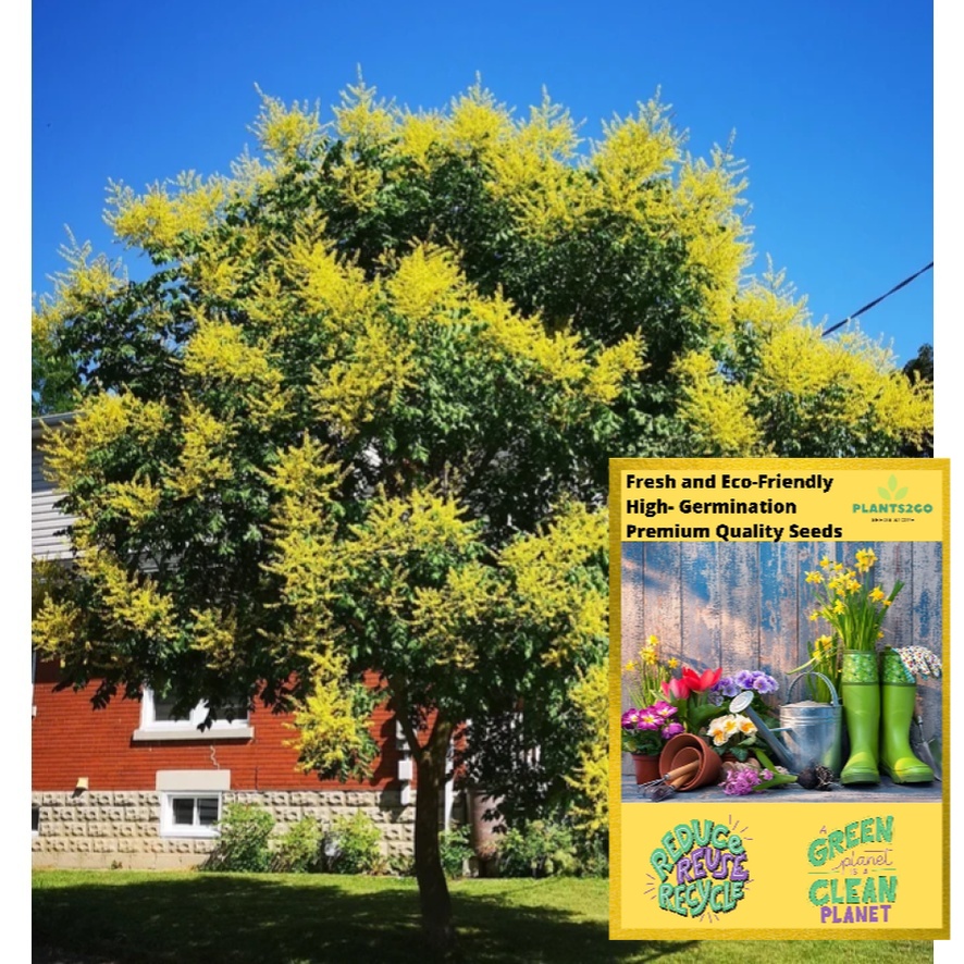 Golden Rain Tree K34 1 Gram of High germination Flowering Plant tree