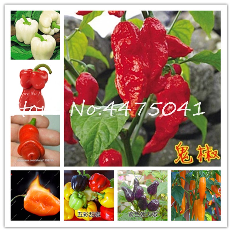 1000Pcs Many Kinds Pepper Bonsai plant seeds Giant Chili Spicy Bonsai