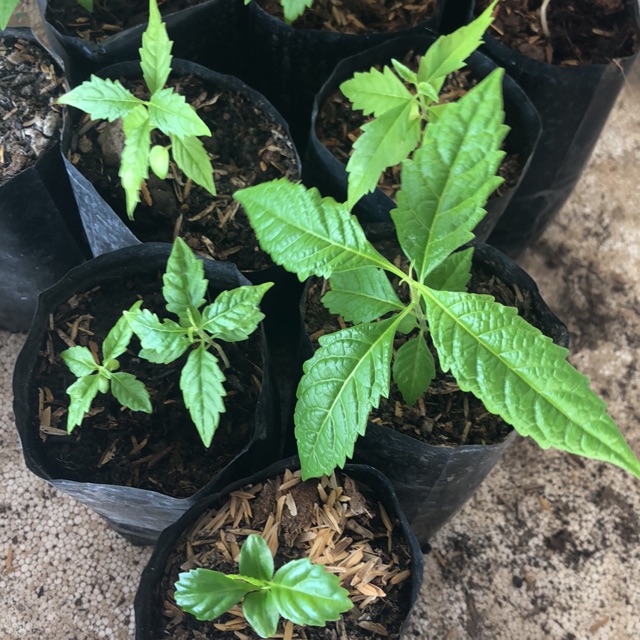 Vitex Parviflora Maulawin Molave Tugas seeds Seedling Shopee Philippines