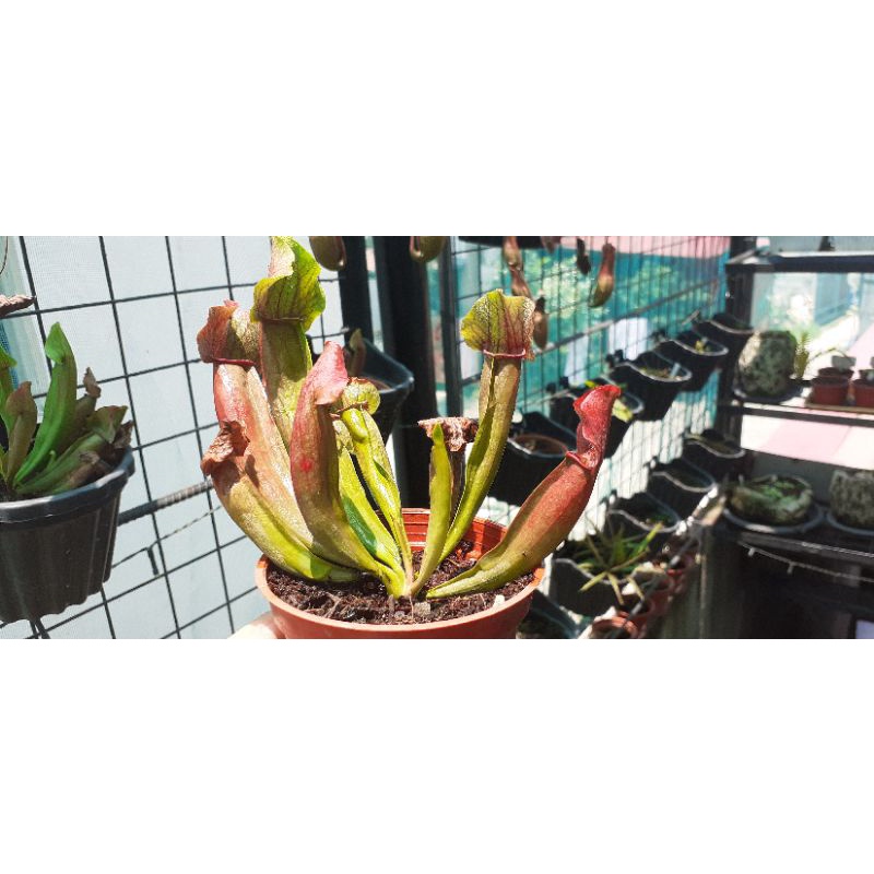 Sarracenia x chelsonii Shopee Philippines