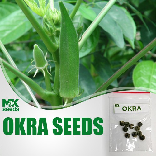 Okra Plant Seeds ( approx 10 seeds ) Shopee Philippines