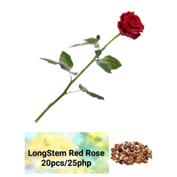 Long Stem Red Rose Seeds (20pcs) Shopee Philippines