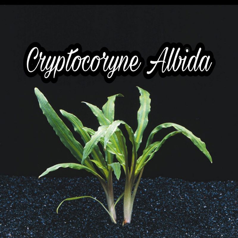 CRYPTOCORYNE ALBIDA (2 rhizome) Low tech aquatic plant Shopee Philippines