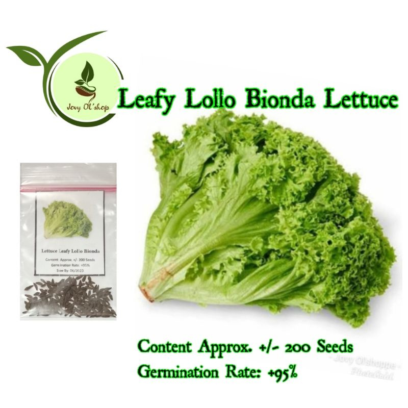 Lettuce Leafy Lollo Bionda 200 Seeds Shopee Philippines