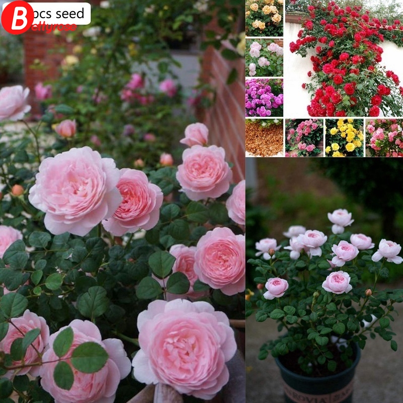 100 seeds Climbing Rose Seed Outdoor Potted Bonsai Plants Rose seeds