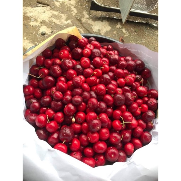 LUBEG FRESH FRUITS (PHILIPPINE CHERRY) Shopee Philippines