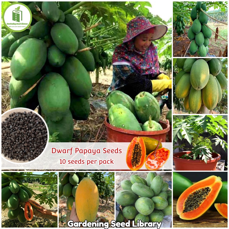 Eznt [Fast Growing] Hybrid Dwarf Papaya Seeds (10pcs seeds/pack) Bonsai