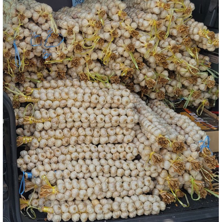 Native Ilocos Bawang / Garlic (Braided) Shopee Philippines