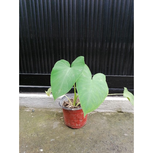 Gabi Vegetable live plant with roots and bulb Shopee Philippines