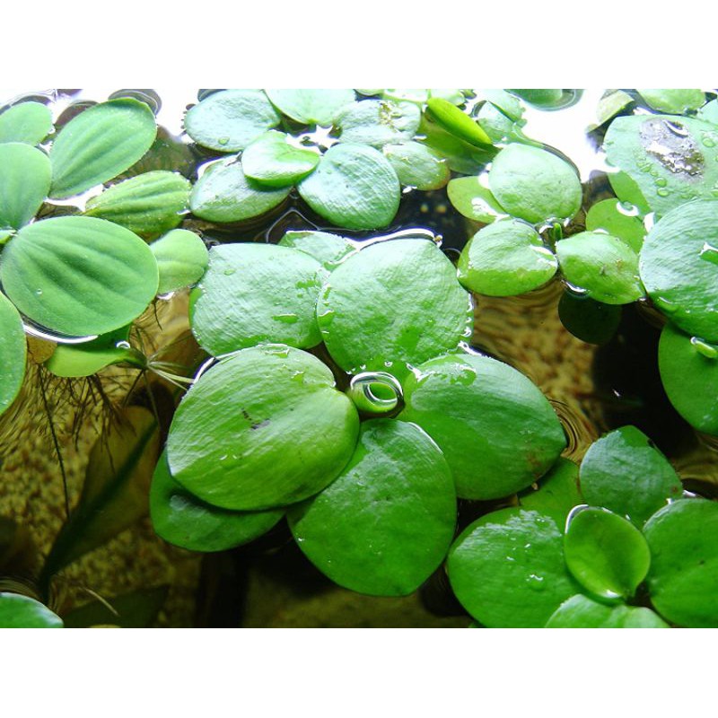 AMAZON FROGBIT (8 pcs floater aquatic plant) Shopee Philippines