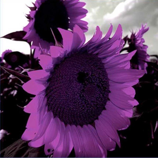 New 20/Pcs Purple Sunflower Seeds Sun Flower Plant Flower Beautiful Flower Shopee Philippines