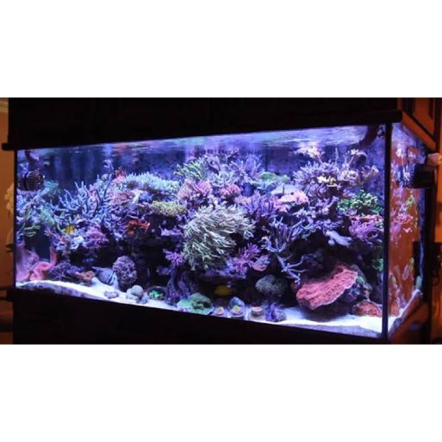 280 gallons aquarium fish tank 30x30x72 inches Shopee Philippines