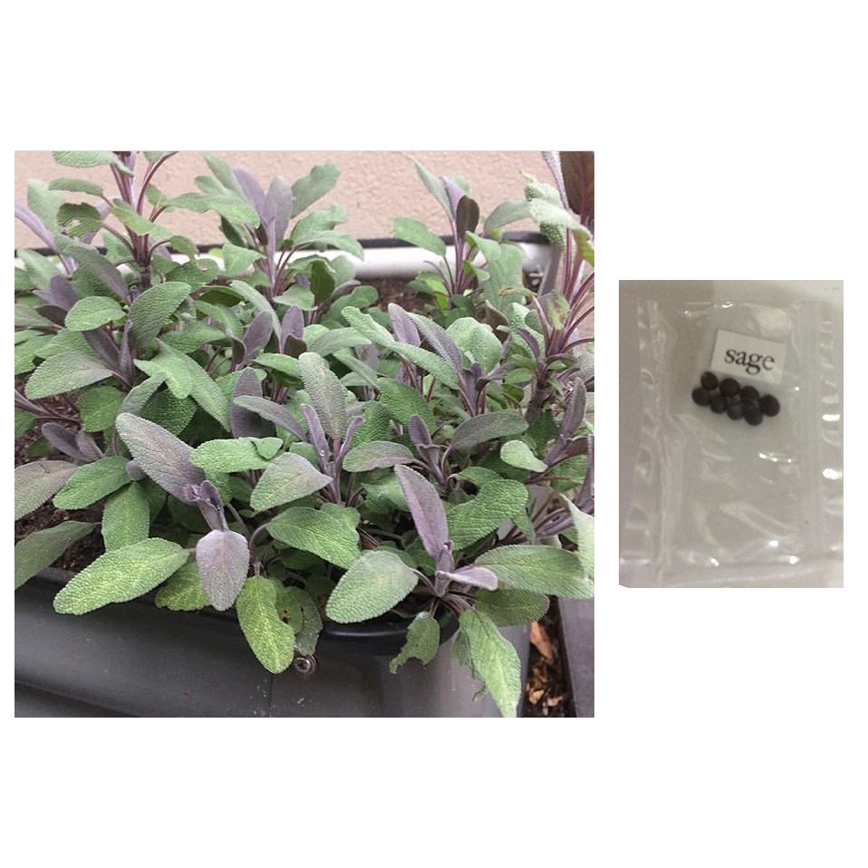 Sage salvia officinalis herb vegetable plant seeds Shopee Philippines