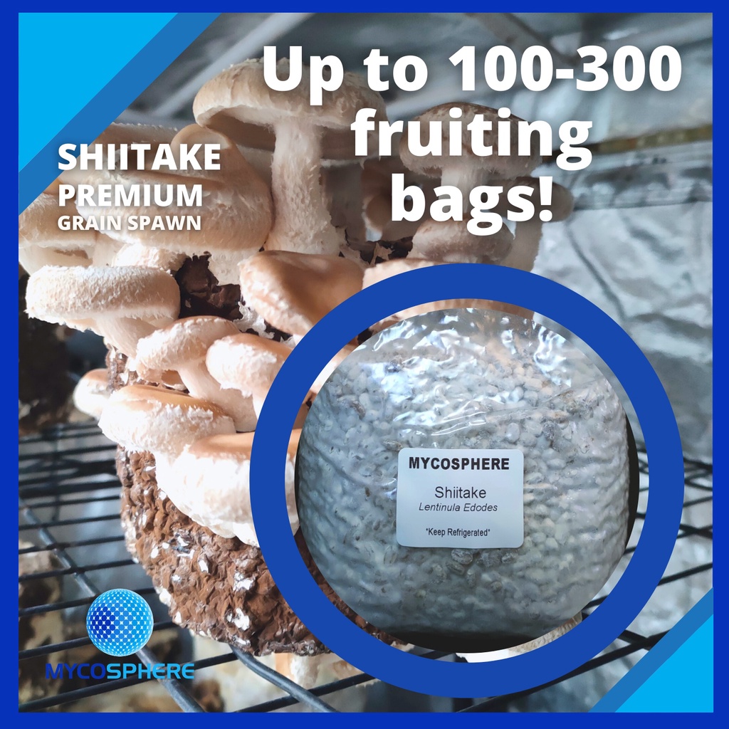 Grain Spawn Shiitake Mushrooms (Wide Range) Planting Spawn F1
