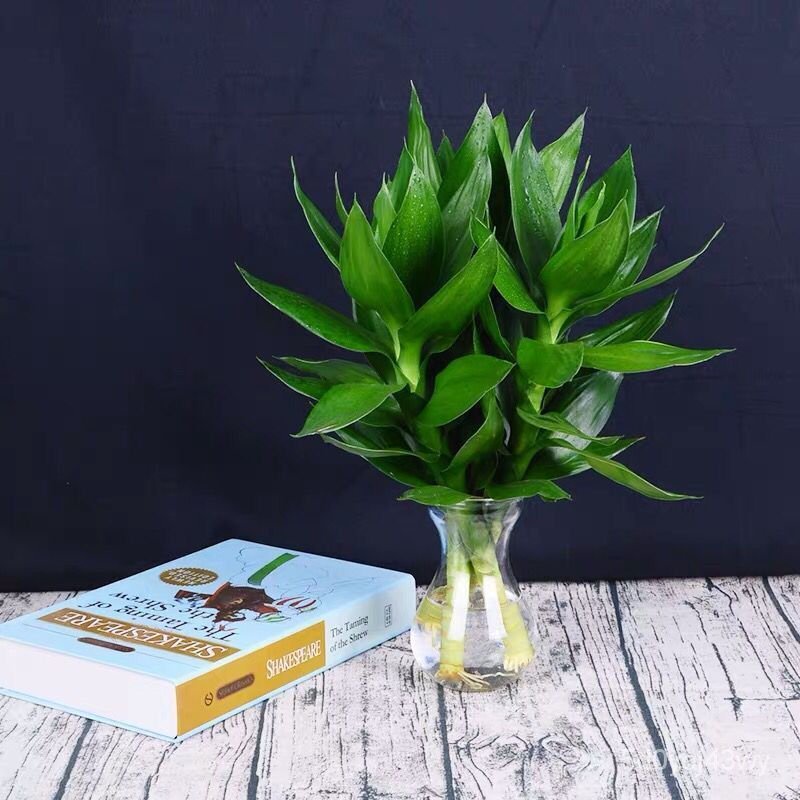 Guanyin Bamboo Rich Bamboo Aquatic Plant Pot Indoor Office Living Room