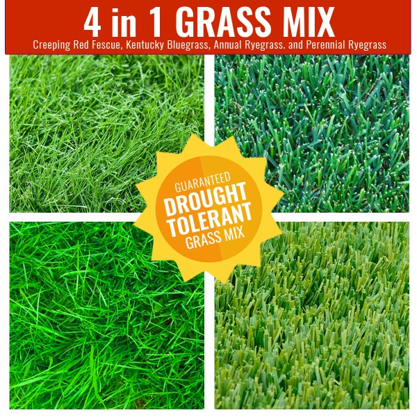 4in1 Grass Mix (1,000+ seeds) Drought Resistant Shopee Philippines