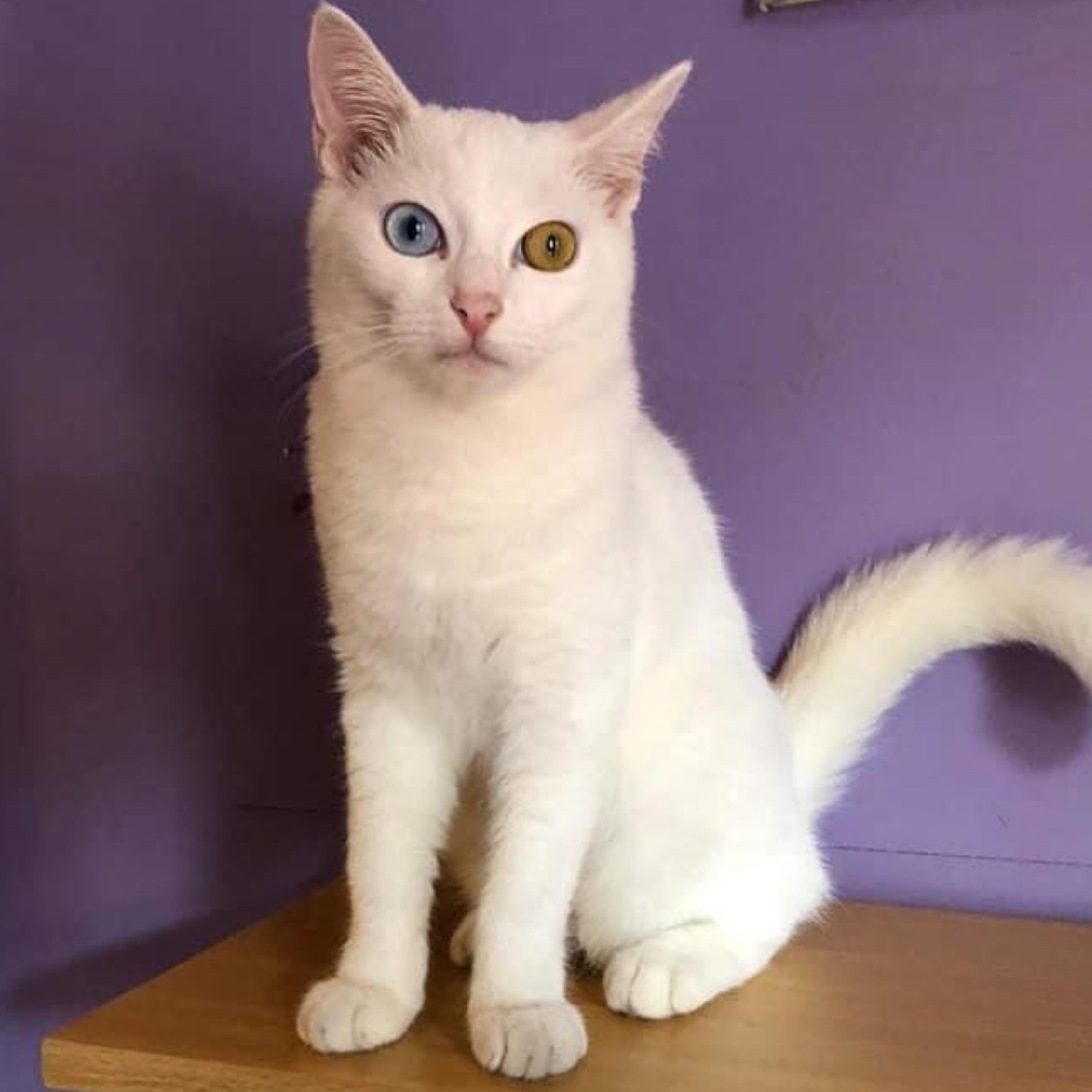 The Wildcats, Online Shop Shopee Philippines