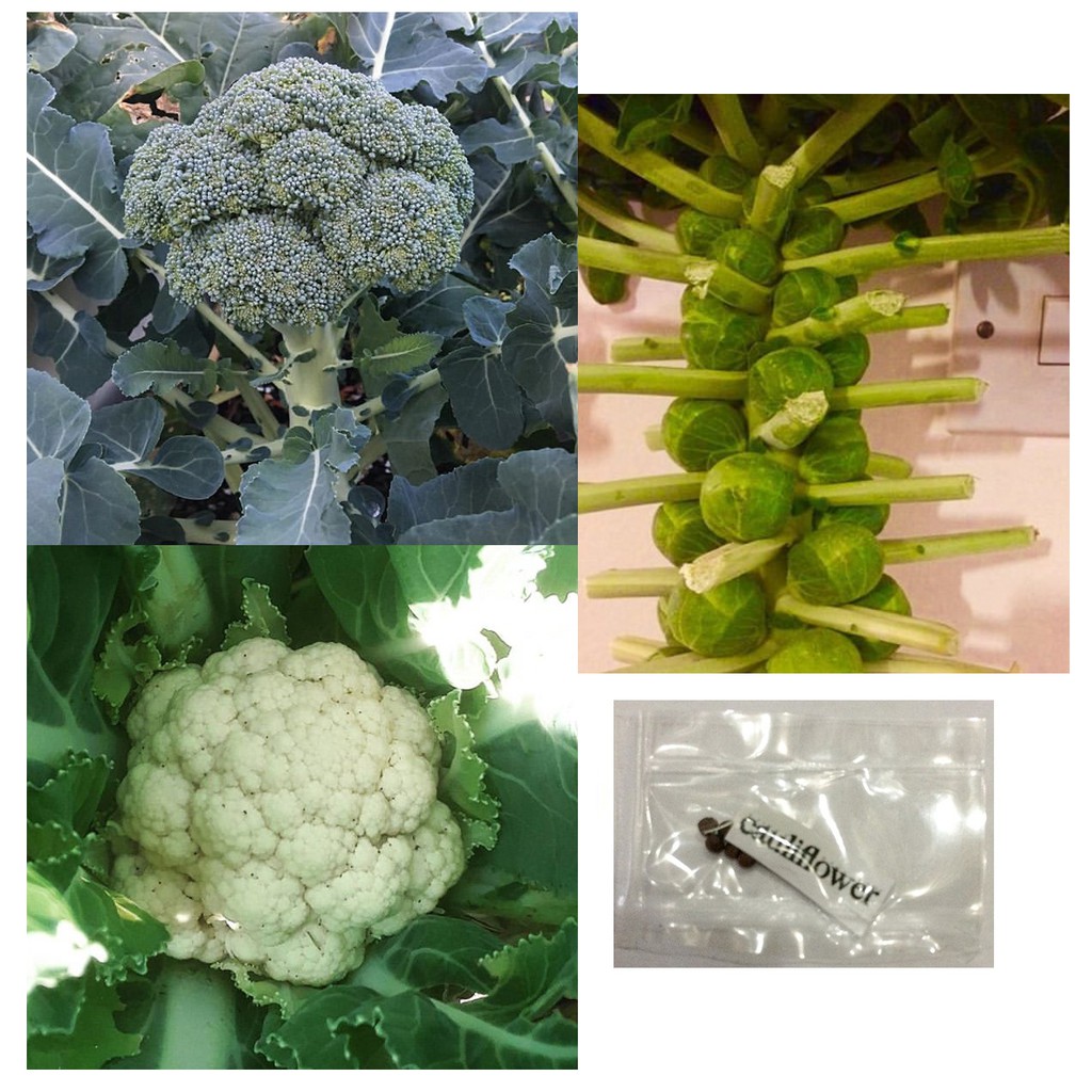 Broccoli cauliflower brussel sprouts long island improved cruciferous