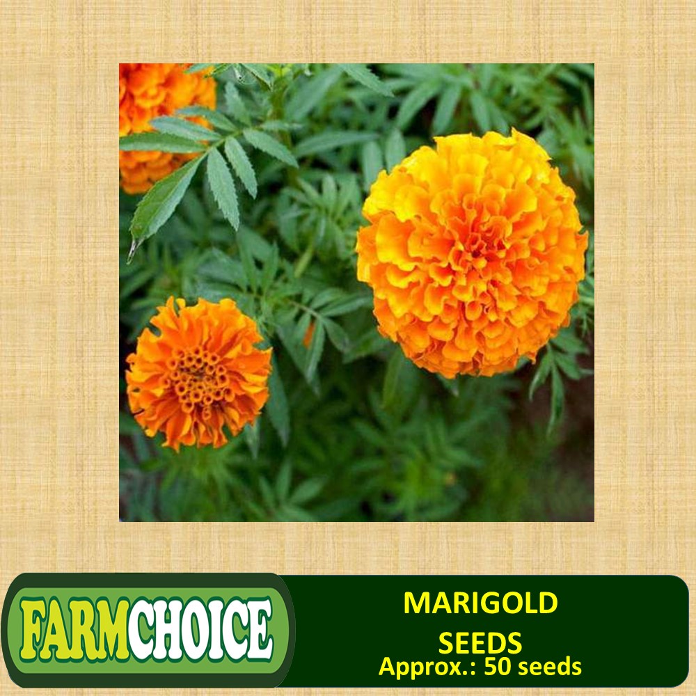 Marigold Flowers Seeds Shopee Philippines