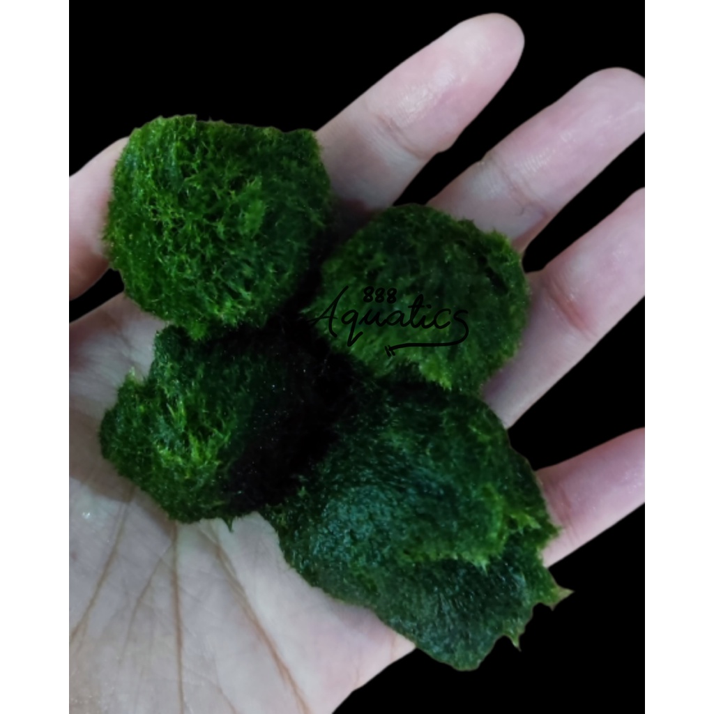 MARIMO MOSS BALL (FOR YOUR AQUARIUM) (4CM) Shopee Philippines