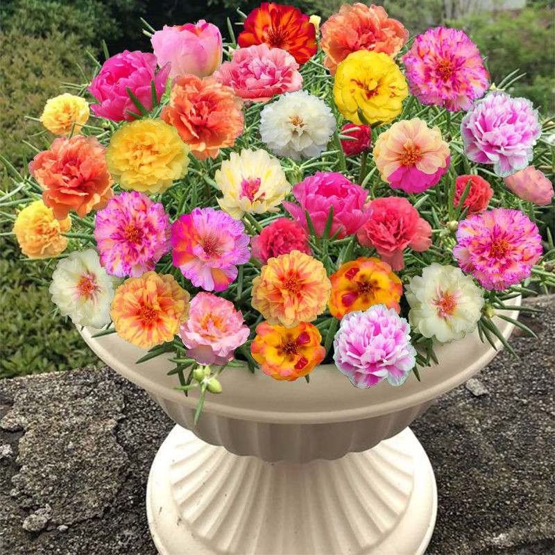 100PCS Double sunflower seed flower seeds Shopee Philippines