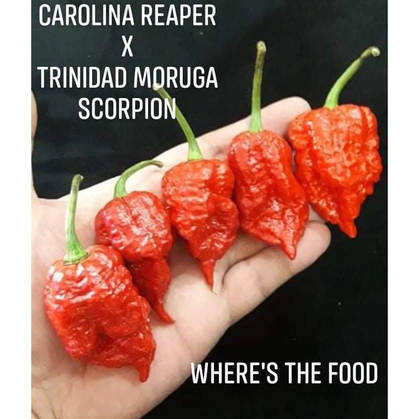 Carolina Reaper X Trinidad Moruga Scorpion 15 Seeds per pack Shopee