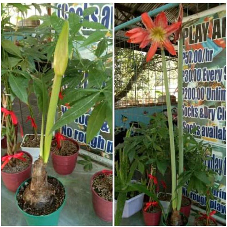 Amaryllis Bulb Seed only ) EASY TO GROW ) Shopee Philippines
