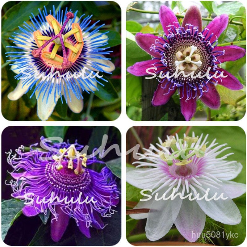 flower seeds 50 Pcs Passiflora Flower Fruits Tree Bonsai Plant Seeds Passion Flower for Home and