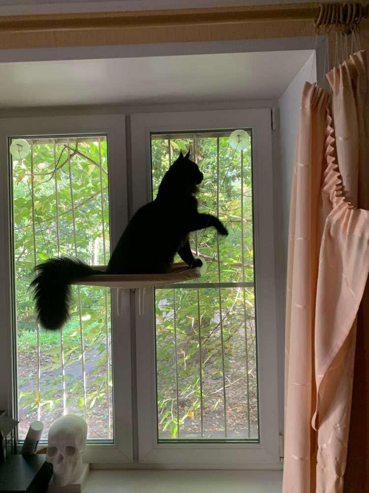 Cute Pet Cat Hammock Beds Bearing 20kg Cat Shelf Window Perch Window