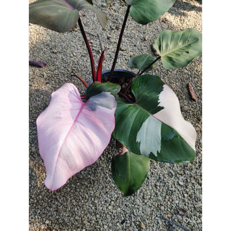 !! MURAH!! Philo Pink princess YFxj Shopee Philippines